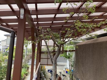 ウッドデッキからみれる桜の木